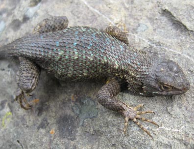 Western Fence Lizard